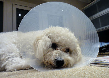 Unexpected Pet Medical Expenses, Button With Halo