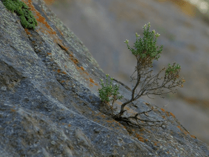 Resilient tree on rocky mountainside