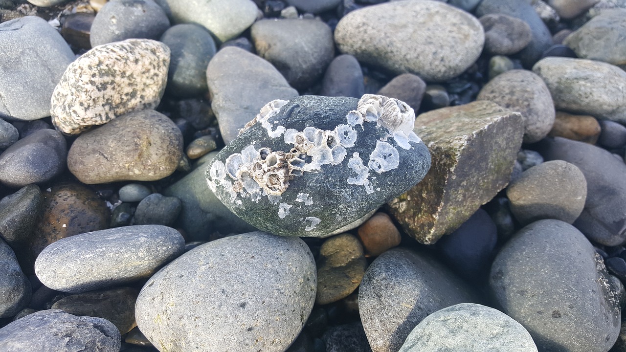 Barnacles on rocks
