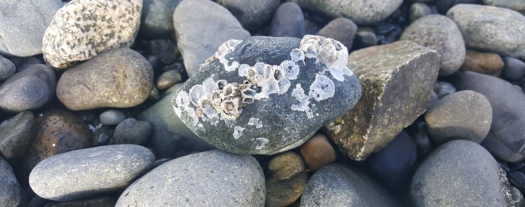 Barnacles on rocks