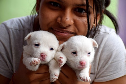 Young person and puppies